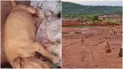 Dezenas de cães abandonados em aterro sanitário de Baturité geram ação emergencial