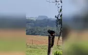 Diretora resgata três micos-leões-pretos em rodovia de Guareí