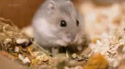Empreendedor cria negócio de R$ 480 mil com produtos para hamster