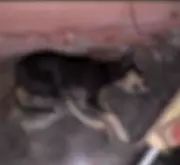 Envenenamento de animais mobiliza investigação policial no Sertão da Paraíba