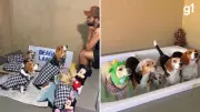 Escolinha para cães com festa do pijama e spa viraliza nas redes sociais