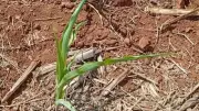 Estiagem no Paraná causa prejuízo de R$ 69 milhões na agricultura em Capanema