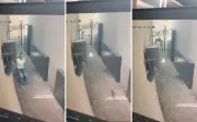 Estudante de medicina escala portão ao se assustar com lagarto teiú em Barretos, SP