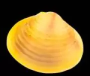 Estudo alerta: Moluscos invasores aumentam mais de 200% no Brasil em 15 anos