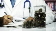 Estudo em camundongos indica que canabidiol pode reverter danos do Alzheimer no cérebro