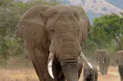 Estudo genômico revela isolamento e consanguinidade em elefantes africanos devido à fragmentação de habitats