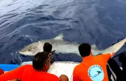Estudo revela que tubarões-tigre ficam até dois anos em Fernando de Noronha