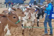 Expogrande 2026 inicia em Campo Grande com foco no futuro do agronegócio e inclusão