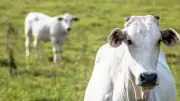 Expozebu 2025 espera recorde de negócios com alta da arroba e internacionalização