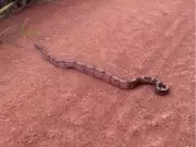 Família flagra travessia de jiboia gigante em estrada de Porto Velho; veja o registro