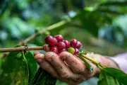 Fazenda em Três Pontas recebe 1º crédito de carbono por cafeeiros no Brasil