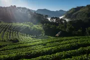 Fazenda em Três Pontas recebe créditos de carbono por arborização do café