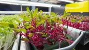Fazenda vertical em Florianópolis produz microverdes, superalimentos em miniatura