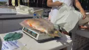 Feira do Peixe de Uruguaiana alivia pescadores afetados por atraso no seguro-defeso