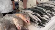 Feira do Pescado de Petrópolis atrai consumidores com mais de 20 toneladas de peixe fresco