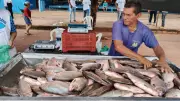 Feira do Pescado em Santarém oferece variedade de peixes a preços acessíveis para Semana Santa