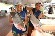 Feirão do Pescado em Manaus oferece mais de 90 toneladas de peixe a preços acessíveis