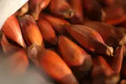 Festival do Pinhão em Cunha atrai turistas com gastronomia inovadora e shows gratuitos