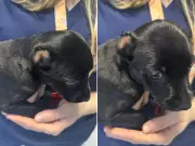 Filhote de cachorro tem orelha mutilada após laço apertado e negligência em Rio Claro