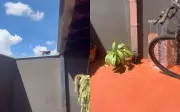 Filhote de gato viraliza ao usar calha como tobogã em Miguelópolis, interior de SP