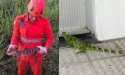 Filhote de jacaré e iguana são resgatados por bombeiros em Sergipe