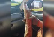 Filhote de Jacaré é Resgatado Dentro de Escola no Tocantins por Bombeiros Voluntários