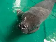 Filhote de peixe-boi é resgatado no Rio Amazonas após pescador encontrar animal sozinho