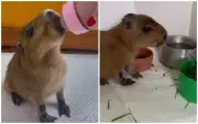 Filhote prematuro de capivara é resgatado e internado em clínica veterinária no interior de São Paulo