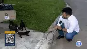 Filhotes Abandonados 'Atacam' Microfone de Repórter em Cena de Fofura no DF