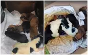 Filhotes de cachorro recém-nascidos são resgatados após abandono em matagal de Cabreúva