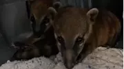 Filhotes de quatis são resgatados em Bonito, Agreste de PE