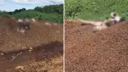 Fiscalização encontra 'depósito' de vacas mortas e 'lago de estrume' em propriedade rural no Paraná