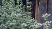 Furto de celular revela cultivo ilegal de maconha e leva à prisão de mãe e filho em Uberlândia