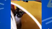 Gato curioso 'ajuda' tutora a fazer faxina em casa no Soltando os Bichos
