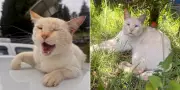 Gato Gordo é mascote da TV Diário há 8 anos e conquista redação