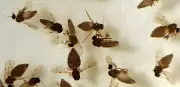 Goiás confirma primeiro caso autóctone de febre Oropouche em Anápolis