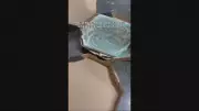 Golpista recebe caixas de pizza com gesso em Contagem; vídeo viraliza