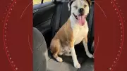 Golpista usa IA para criar foto de cachorra perdida e rouba R$ 600 de família
