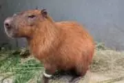 Grupo é denunciado por maus-tratos à capivara no Rio após filmar agressões