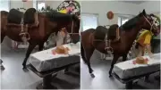 Égua relincha durante velório do dono e emociona família em Blumenau