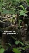 Guerra civil entre chimpanzés em Uganda deixa 28 mortos em conflito histórico