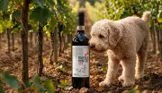 Guia Completo: Como Decifrar os Rótulos dos Vinhos Italianos e Escolher o Melhor