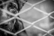 Homem é condenado a 3 anos por maus-tratos a cães em Campo Grande