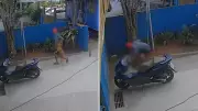 Homem é flagrado espancando cadela em Búzios; caso ocorreu em frente a castramóvel