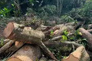 Homem morre após acidente durante remoção de árvore em Maracaju, Mato Grosso do Sul