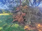 Homem é multado em R$ 3,6 mil por cortar 12 árvores nativas em Rancharia