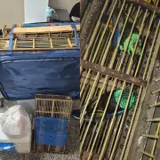Homem é preso ao tentar embarcar com 42 pássaros silvestres em mala no aeroporto de Maceió