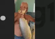 Idoso de 66 anos morre após ataque de abelhas enquanto dirigia trator em plantação na Bahia