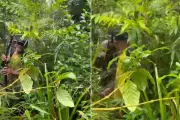 Idosos desaparecem por mais de um dia após pescaria e são resgatados em mata no litoral de SP