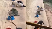 Iguana divide ração com gatos em campus universitário do Piauí em cena inusitada